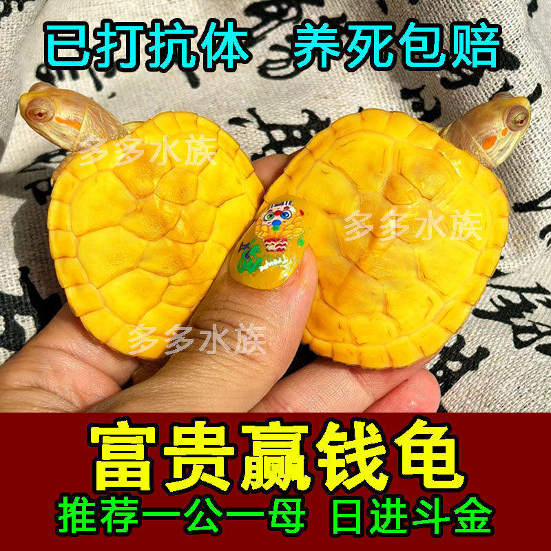 黄金福钱龟正宗中华长寿草龟深水观赏巴西鳄龟宠物认主小乌龟活物