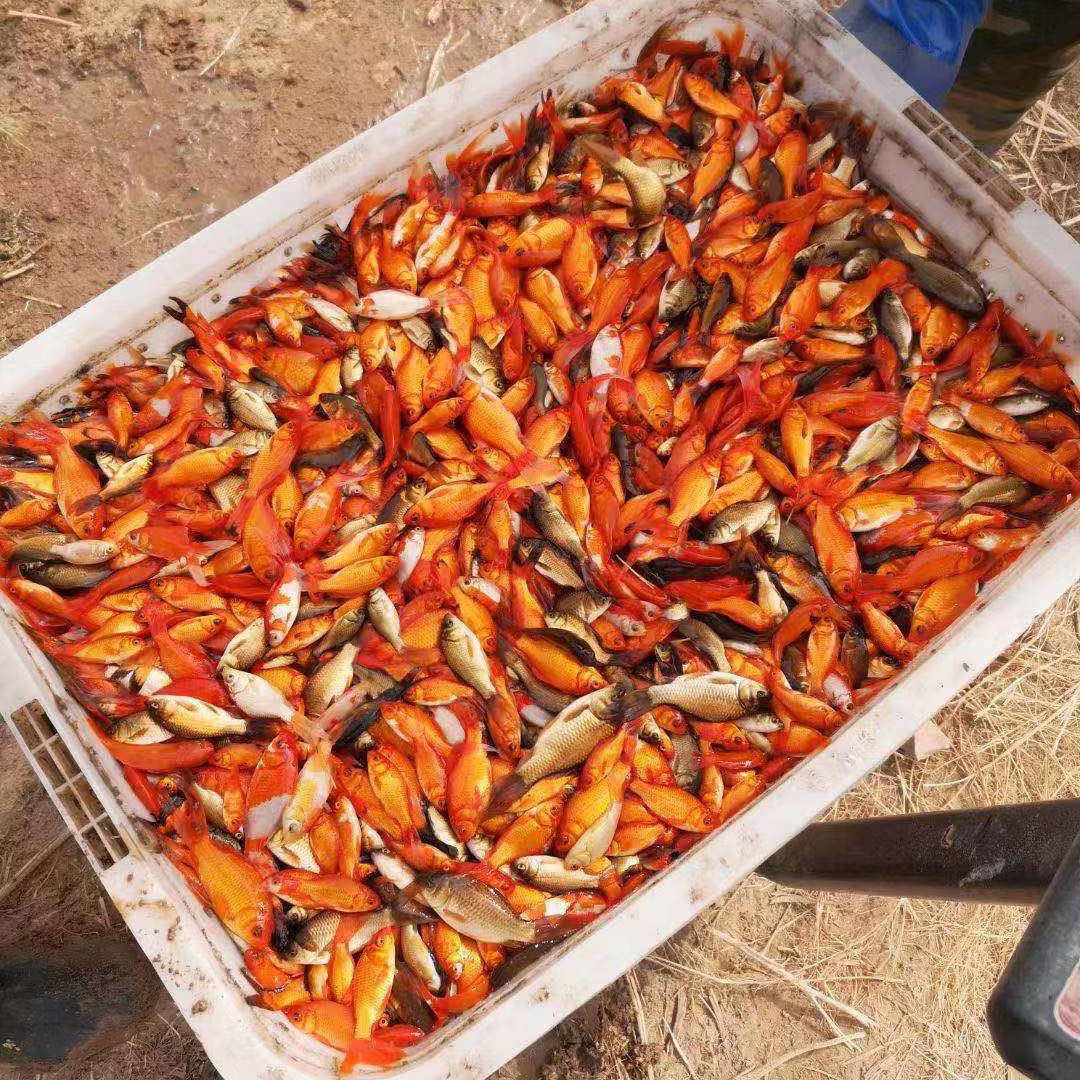 小金鱼红草鱼饲料鱼草金鱼锦鲫鱼