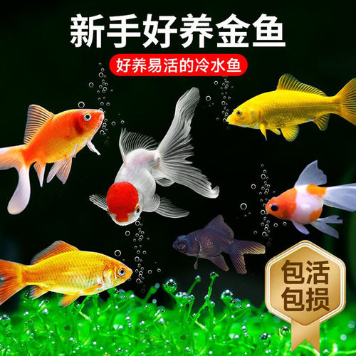 金鱼活鱼苗观赏鱼小型淡水新手好养耐活兰寿锦鲤小金鱼草金鱼包活