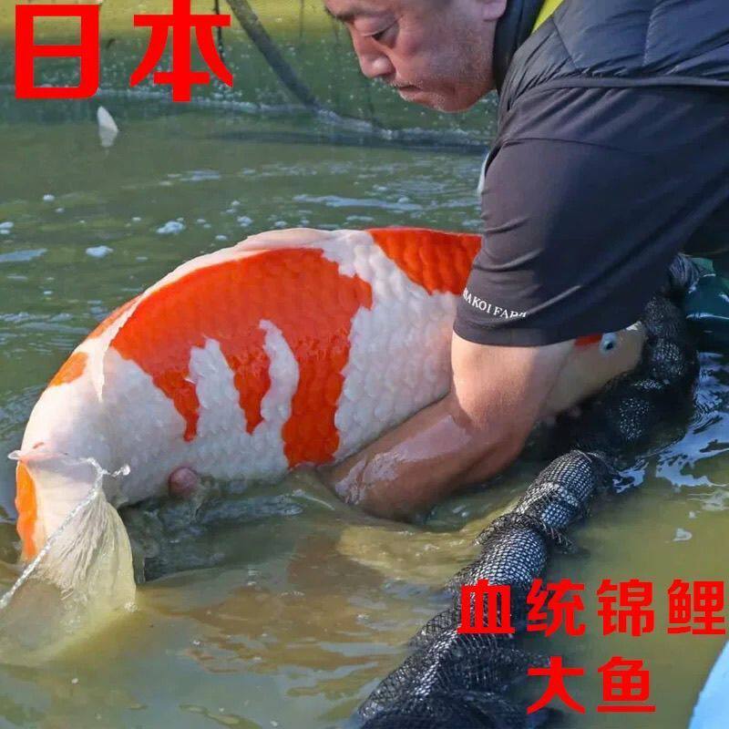 日本正宗红白三段锦鲤昭和黄金大正纯种观赏鱼淡水长尾好养大锦鲤
