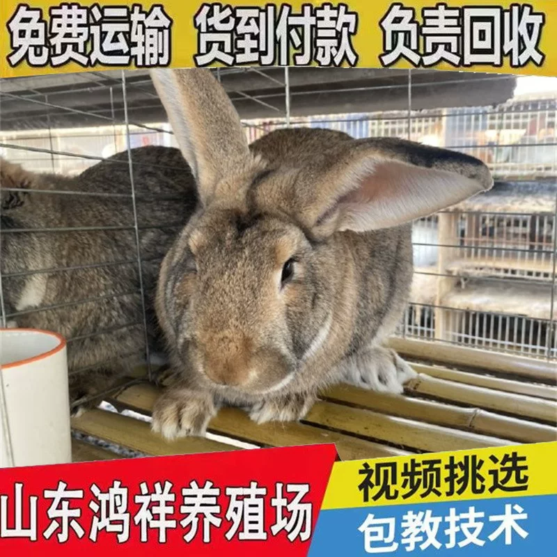 活物比利时兔子优质肉兔活体比利时公母兔质量保证售后无忧