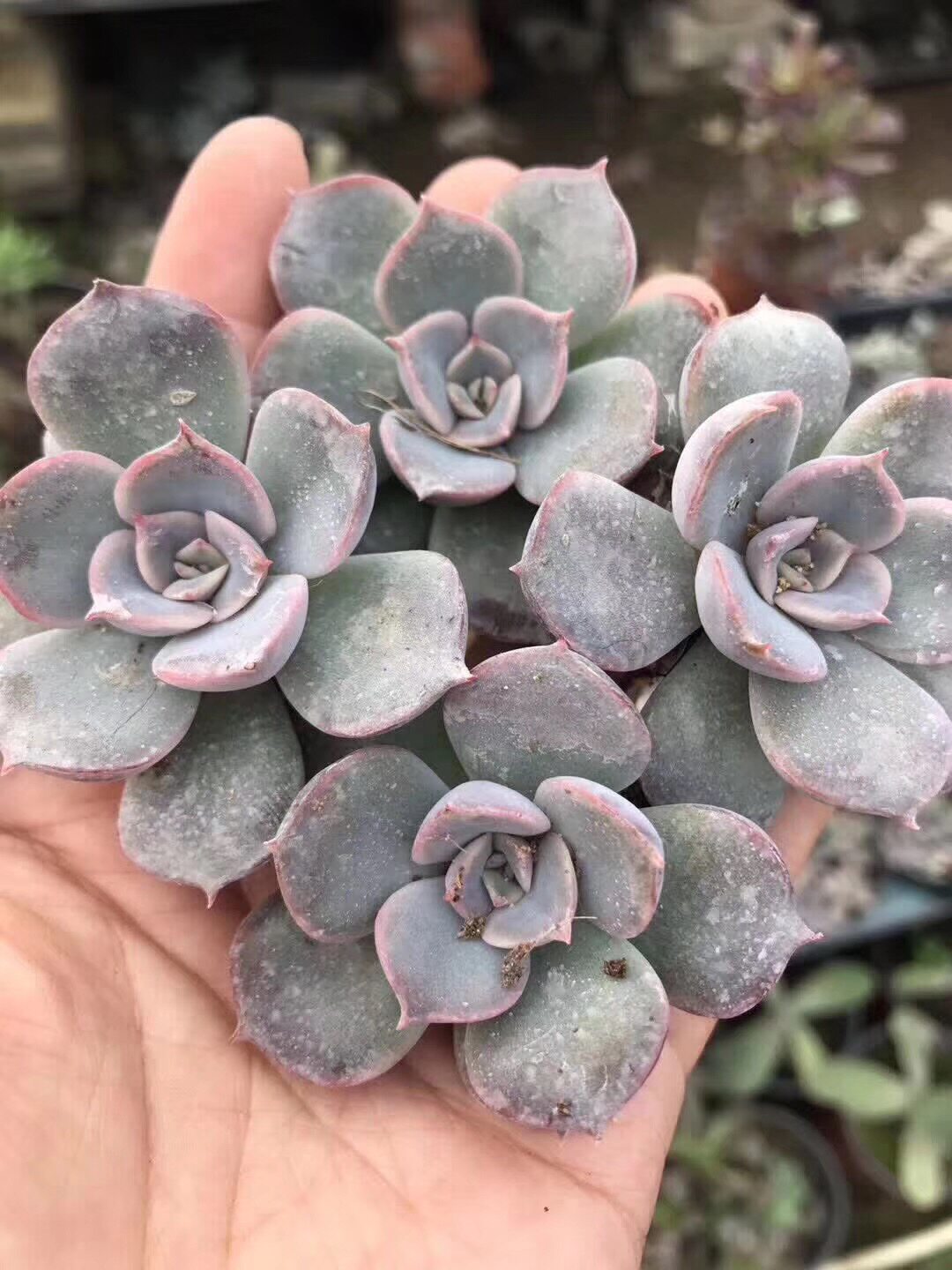 菲欧娜菲奥娜多肉植物拼盘单头老桩办公室内盆栽批量销售一物一拍