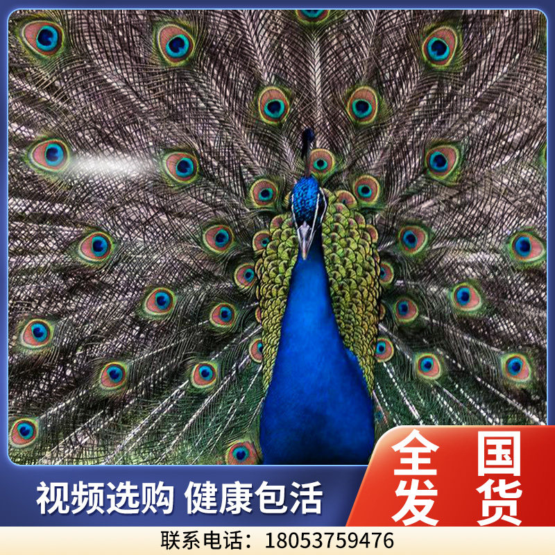 成年孔雀活体观赏宠物蓝孔雀公母一对活孔雀开屏白孔雀花孔雀定金