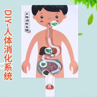 人体消化路径图系统器官拼图模型科技小制作小手工幼儿园科学实验