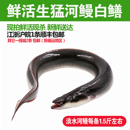 淡水鱼河鳗鱼新鲜活鳗鱼活体生态河鳗现杀白鳝白鳗约1.5斤/条整条