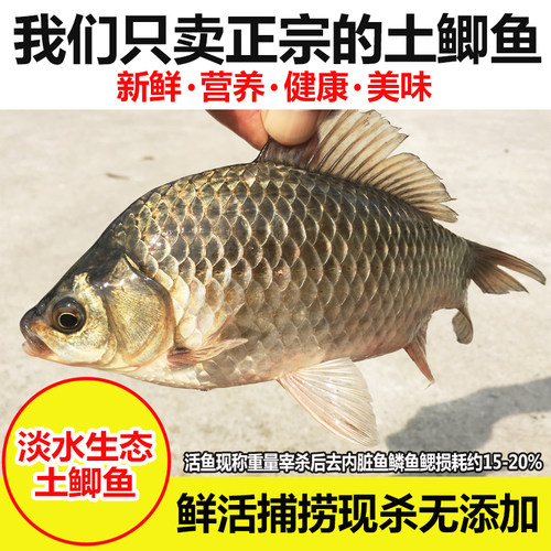 淡水鱼鲜活现杀土鲫鱼炖汤营养