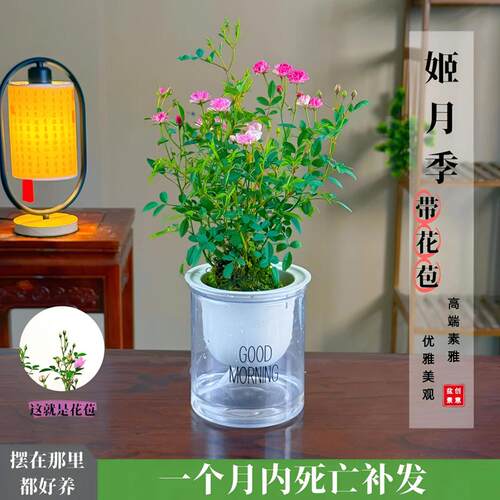 带花带盆超微月季新手好养