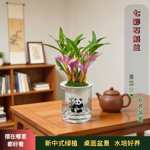 七彩香水石斛兰浓香水培盆栽