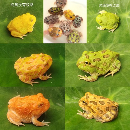 南美角蛙宠物青蛙小丑蛙姥爷树蛙霸王黄金绿角波子蝴蝶钟角活体蛙