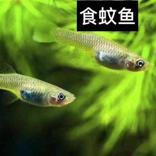 食蚊鱼饲料鱼冷水鱼原生鱼淡水观赏群游耐寒溪流鱼清洁除藻共生鱼