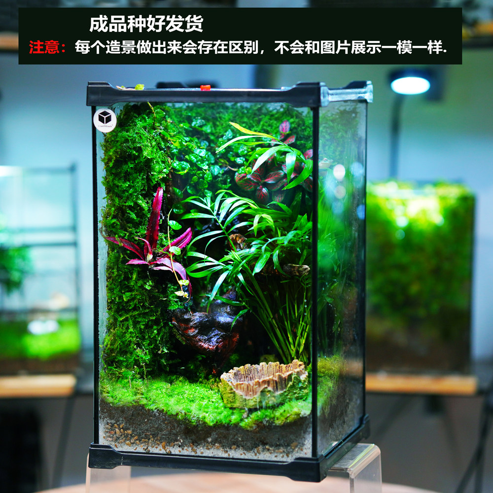 宠物树蛙角蛙生态造景缸创意桌面苔藓微景植物瓶绿植盆栽玻璃盆景,宠物/宠物食品及用品,生态瓶/创意缸/微景缸,淘宝优惠券,粉丝福利购,淘宝优惠卷