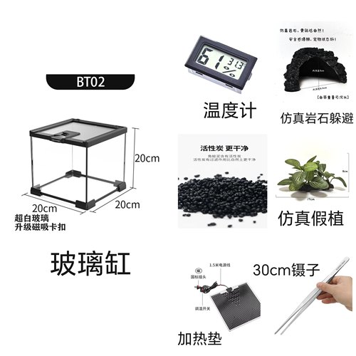角蛙宠物异类南美小丑霸王