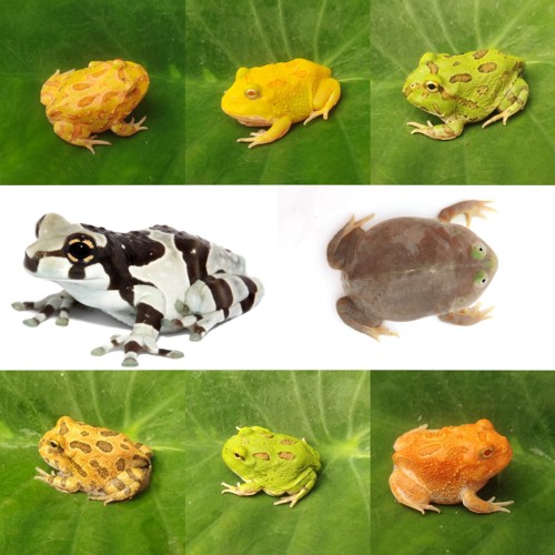 角蛙宠物蛙活体黄金绿角奶牛姥爷