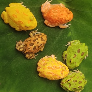 角蛙活体宠物蛙黄金绿角南瓜草莓宇治皮卡丘双色霸王钟小丑非牛蛙