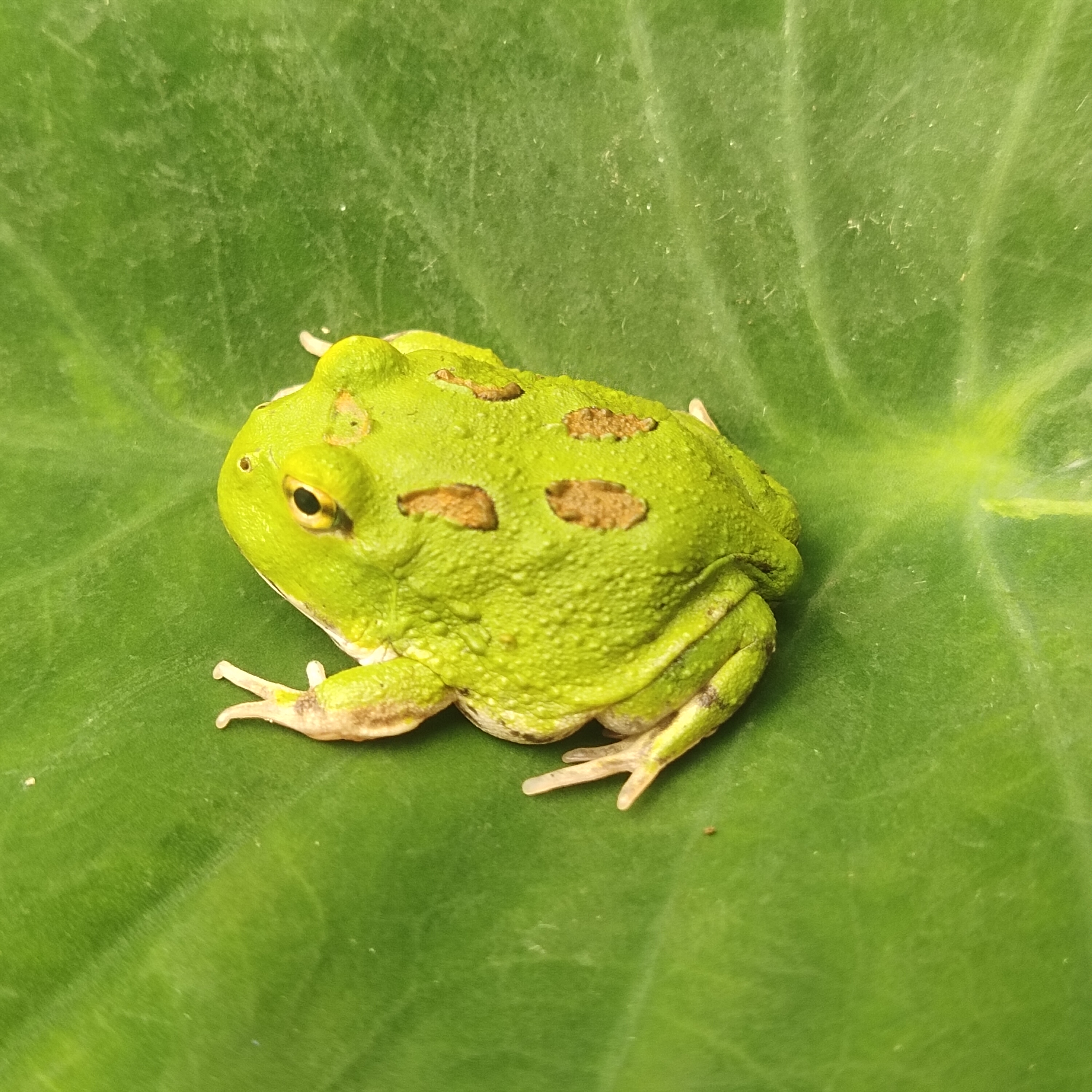 南美角蛙宠物蛙活体黄金绿角奶牛姥爷树蛙宇治丘霸王钟小丑非牛蛙