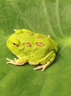 南美角蛙宠物蛙活体黄金绿角奶牛姥爷树蛙宇治丘霸王钟小丑非牛蛙