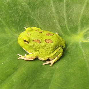 南美角蛙宠物蛙活体黄金绿角奶牛姥爷树蛙宇治丘霸王钟小丑非牛蛙