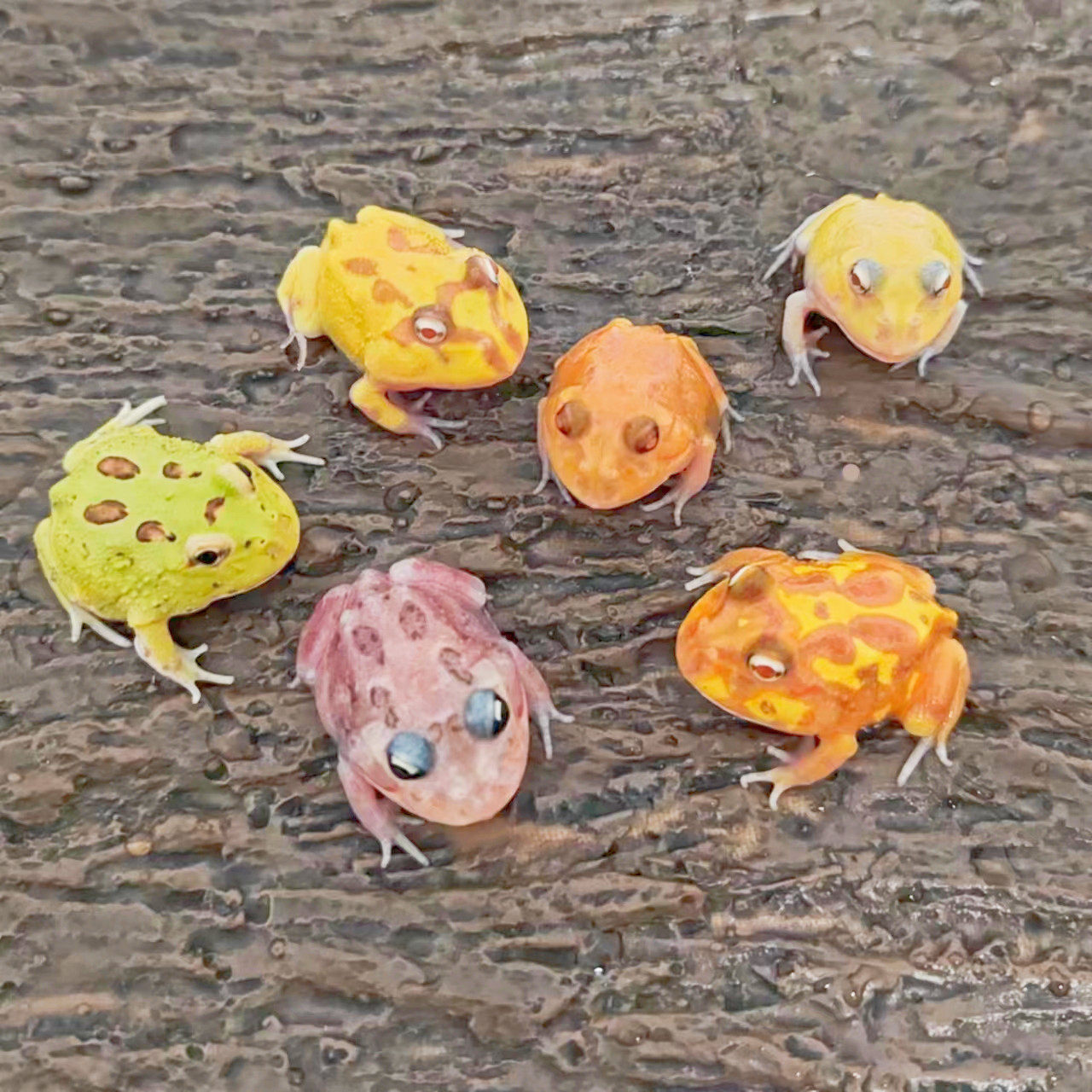 大个体南美角蛙宠物青蛙小丑蛙姥爷树蛙霸王黄金绿角波子蝴蝶角蛙,宠物/宠物食品及用品,蛙,淘宝优惠券,粉丝福利购,淘宝优惠卷