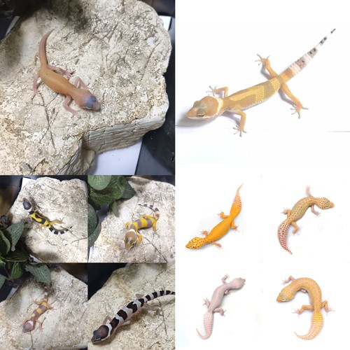 豹纹守宫苗成体公母蜥蜴苗入门宠物爬宠爬虫新手蜥蜴活体入门睫角