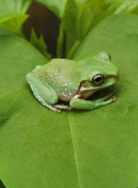 雪花姥爷树蛙玻璃蛙牛奶蛙黄金角蛙绿霸王波子小丑蛙非洲牛苔藓蛙