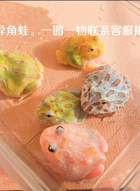 南美角蛙活体宠物观赏蛙黄金绿角草莓宇治皮卡丘抹茶蛋黄姥爷树蛙