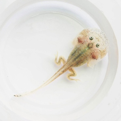 小丑蛙蝌蚪猫眼珍珠蛙树蛙水蛙角蛙萌蛙黄金角蛙宠物蛙水栖网红蛙