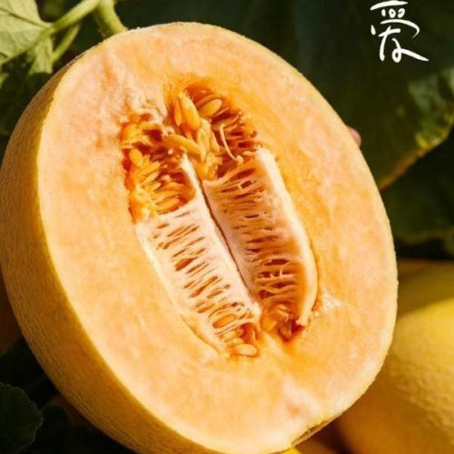 吐鲁番大棚自然熟哈密瓜，挚爱蜜瓜哈密瓜【顺丰陆运，包售后】