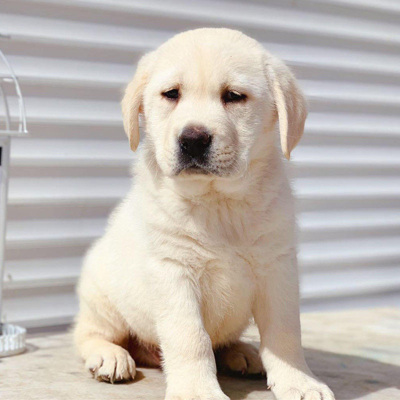 纯种拉布拉多幼犬活体导盲犬神犬小七中大型活物短毛家养宠物狗狗|ruв категории животное/Животное питание и принадлежностей, собака - от Buy2taobao.com для оказания профессиональной услуги покупки агента Taobao
