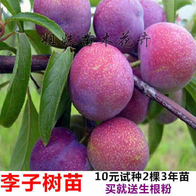 李子苗西梅脱骨李子树苗