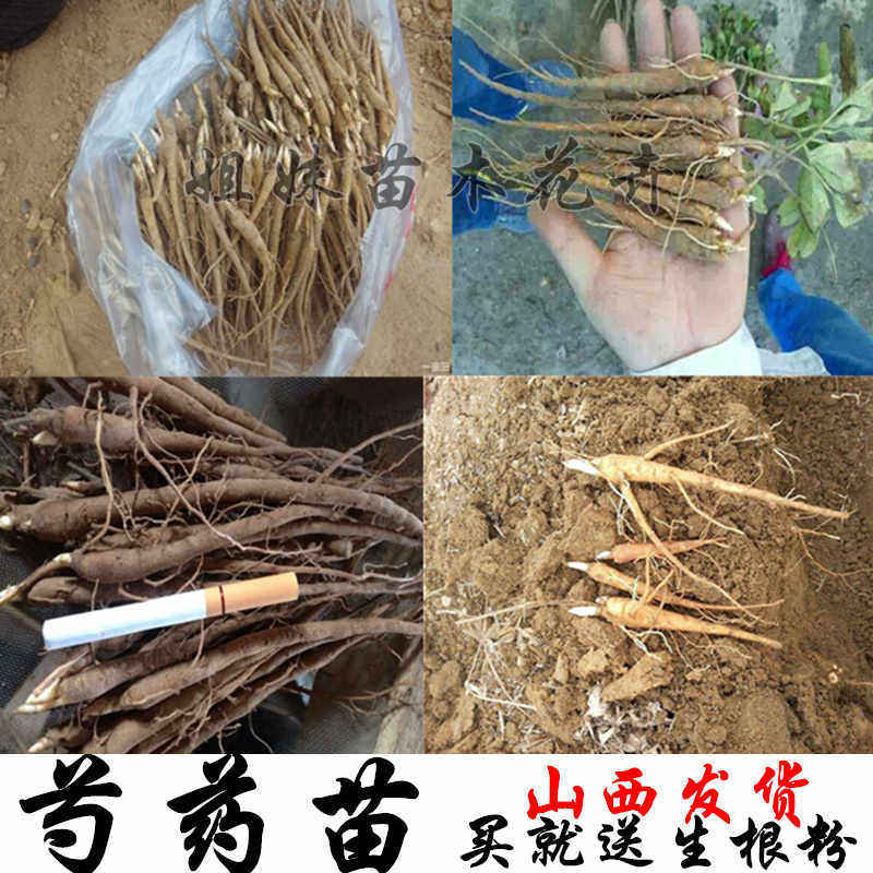 白芍苗山西芍药苗芍药树苗赤芍苗各种规格芍药苗芍药苗芍药苗苗