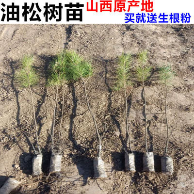 油松杯苗油松裸根苗油松树苗山西油松杯苗油松裸根苗油松苗油松树