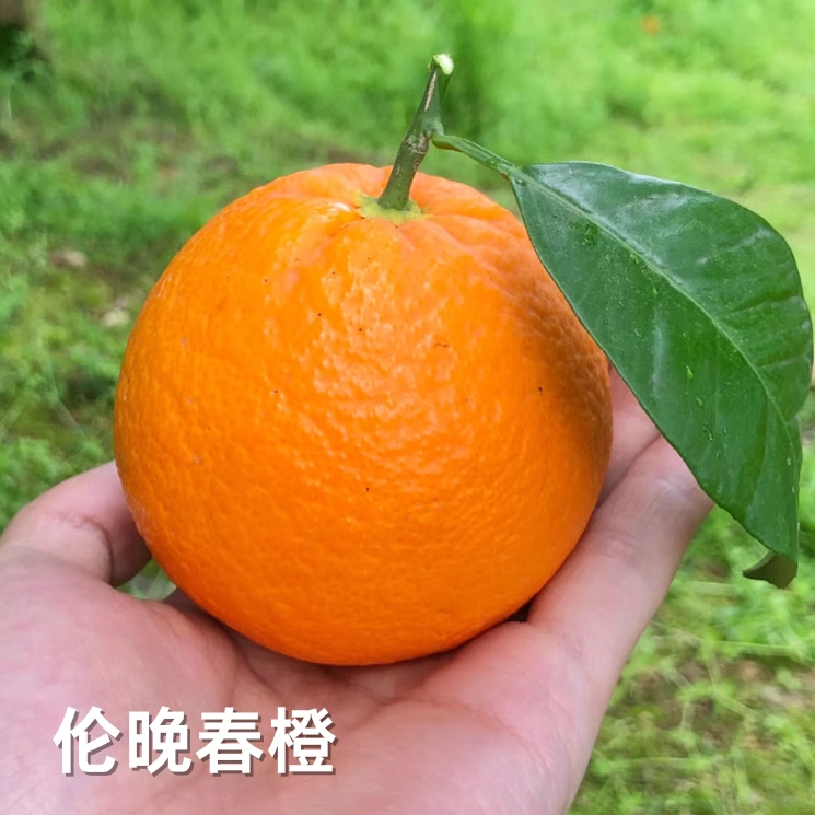 伦晚春橙正宗农家应季新鲜水果橙子秭归脐橙现摘现发10斤整箱