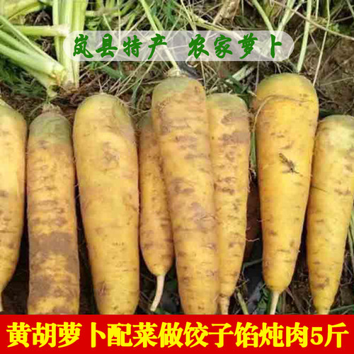 农家种黄胡萝卜甜脆萝卜手抓饭生吃做馅宝宝辅食山西岚县特产5斤