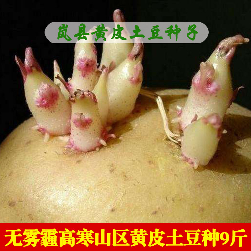 山西岚县黄皮土豆种子晋薯16号康农薯业脱毒马铃薯高产一级种9斤