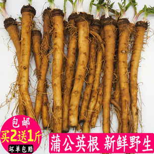 现挖蒲公英根野生蘸酱整根种苗山野菜清火益眼生鲜蔬菜药用婆婆丁