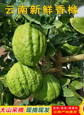 云南高山香缘大果新鲜香橼果高山食用水果农家自种现摘闻香摆放