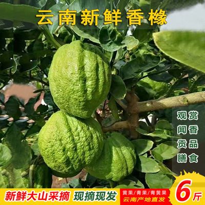 云南高山香缘大果新鲜香橼果高山食用水果农家自种现摘闻香摆放