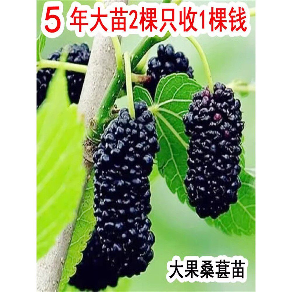 果桑苗台湾四季长果桑葚树苗嫁接无籽大十桑葚苗盆栽庭院果树果苗