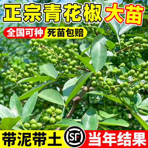 正宗四川汉源藤椒树苗青花椒椒无刺花椒绿花椒麻椒苗