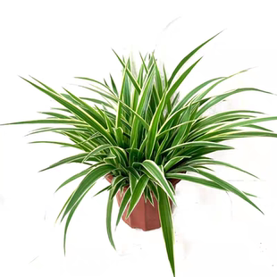 金边吊兰大盆阳台客厅办公室青叶吊兰多季花卉花盆栽绿植净化空气