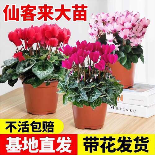 仙客来盆栽带花苗兔耳花好养大花阳台室内外开花卉蝶衣年宵花耐寒