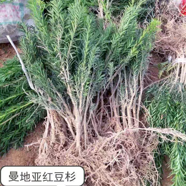 曼地亚红豆杉树苗批发南北方红豆杉盆栽地栽庭院绿化苗木耐冻树苗