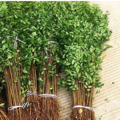 榆树苗批发榆树小苗园林四季榆钱树绿化树别墅庭院耐寒榆树篱笆墙