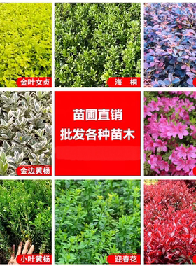 红叶石楠红花继木小苗迎春花毛杜鹃苗瓜子黄杨灌木色块绿化工程苗