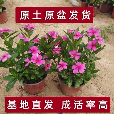 木本长春花盆栽花苗四季梅金达莱多季开花多年生阳台天天开五叶梅