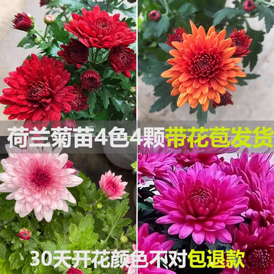 大花菊花盆栽多季开花带花苞秋菊苗耐寒室内外庭院种植花卉荷兰菊