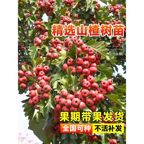 山楂苗嫁接苗大五棱山楂树苗南方北方种植庭院盆栽地栽果树苗金星