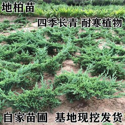地柏苗柏树地柏铺地柏盆景造型素材苗绿化工程四季常青庭院地柏