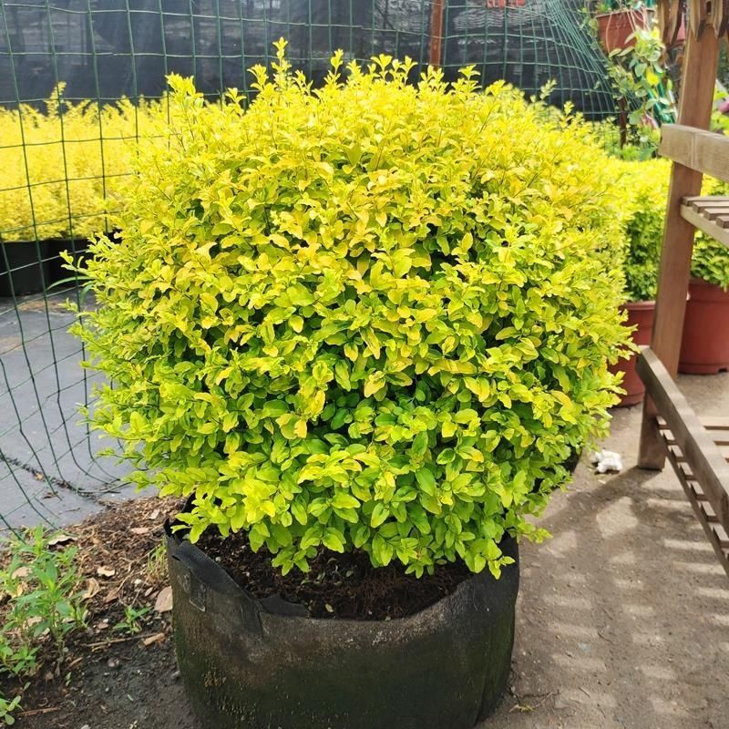 亮晶女贞球盆栽亮金女贞塔型庭院别墅点缀树栽种耐热耐寒花镜植物