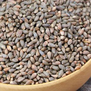 侧柏种子扁柏树种子扁柏种子散装野生好种种子林木籽量大实惠